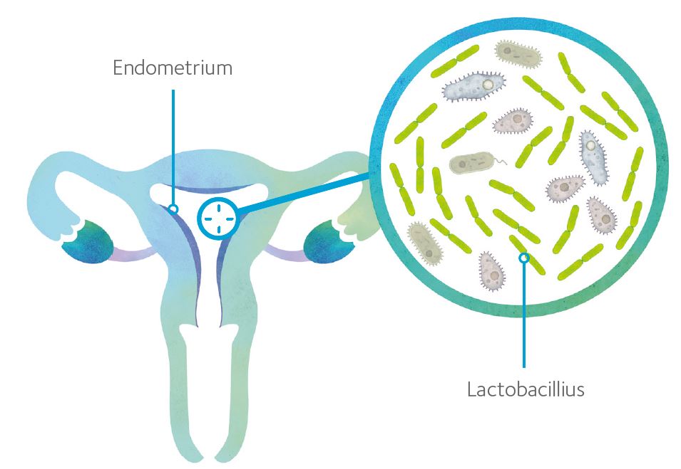 Endometrium-graphic